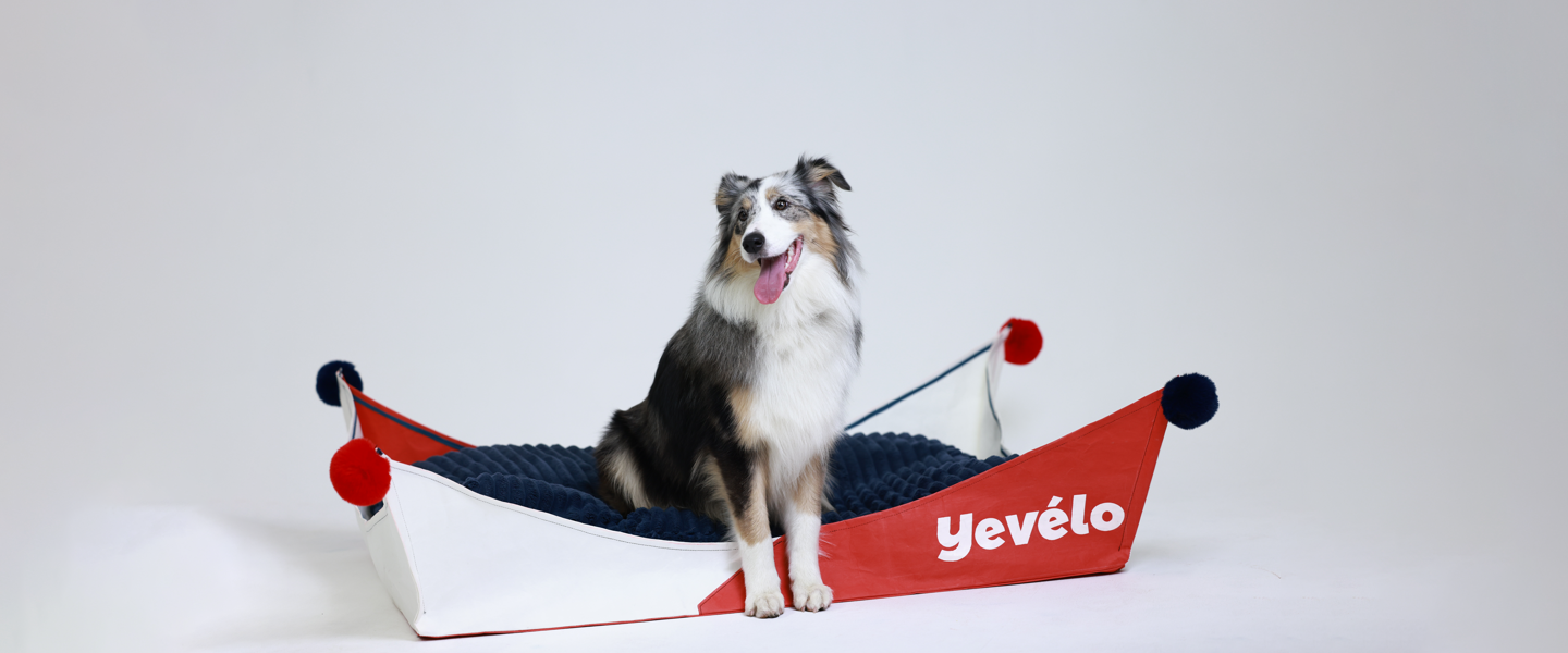 Designed for dogs