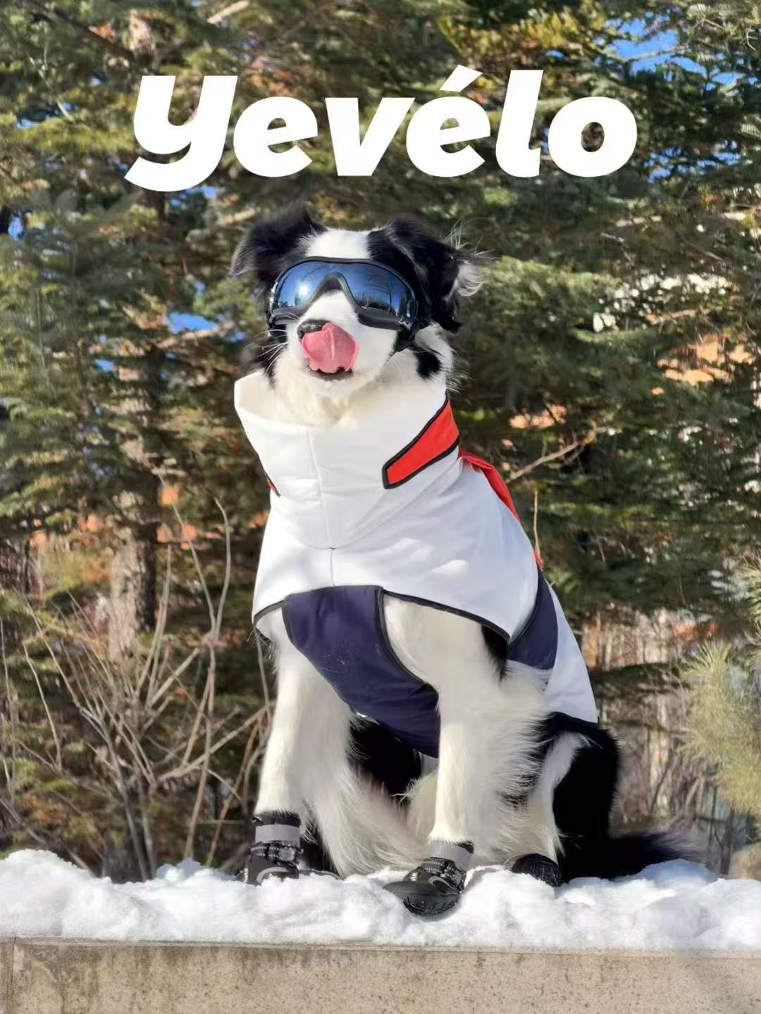 Circus Dog cotton vest