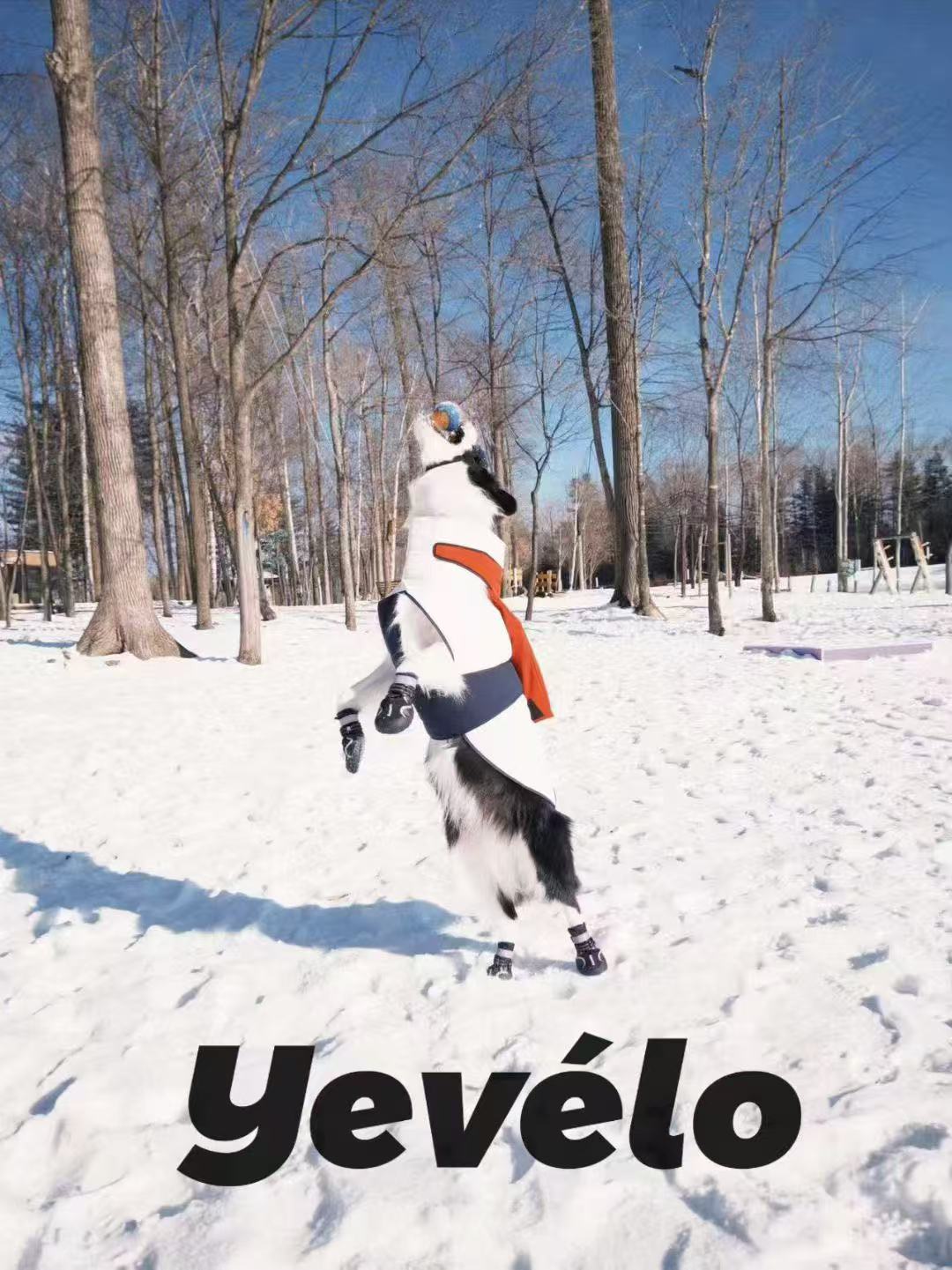 Circus Dog cotton vest