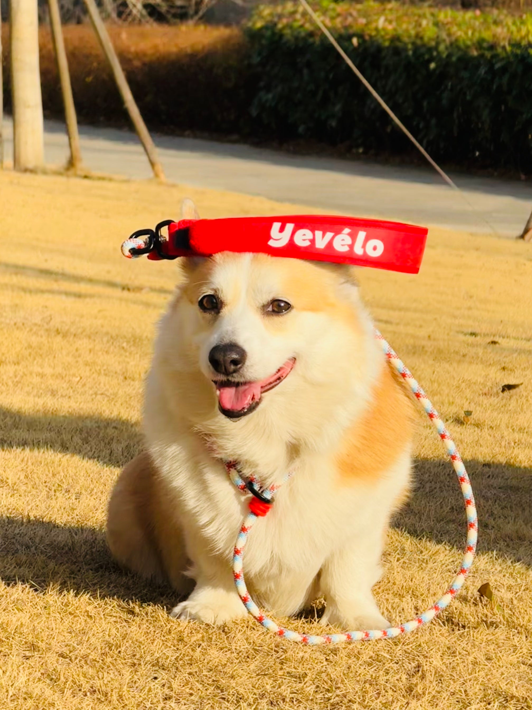 Circus dog training leash