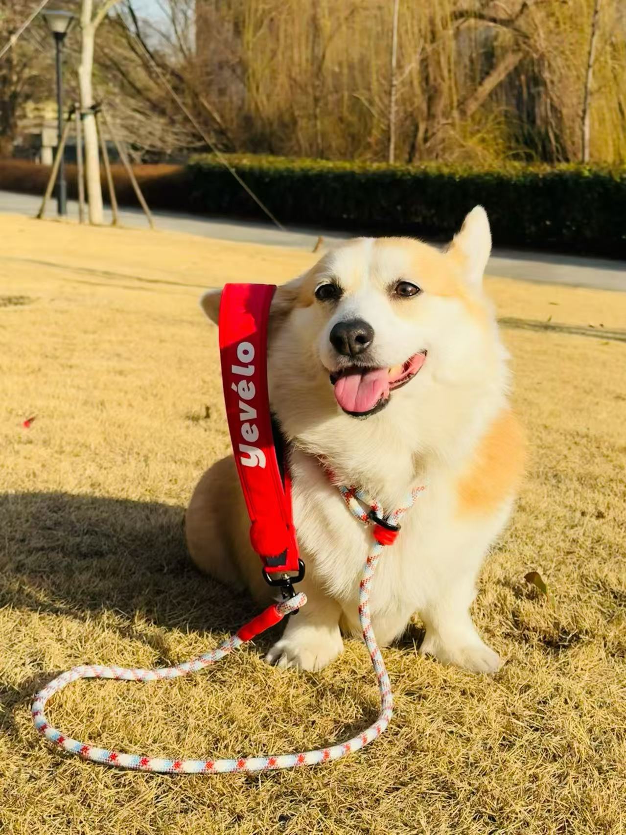 Circus dog training leash