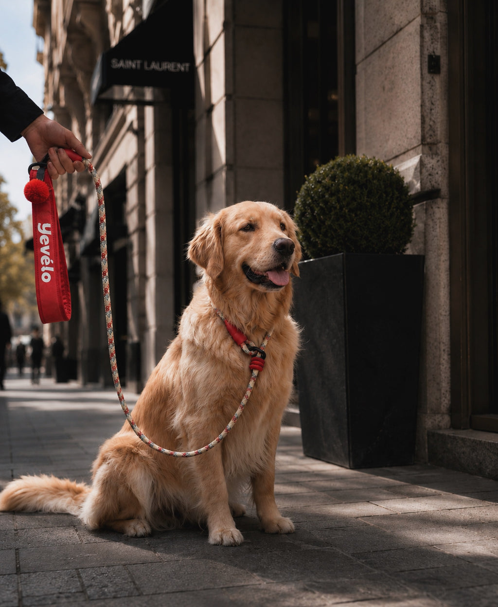 Circus code dog training leash